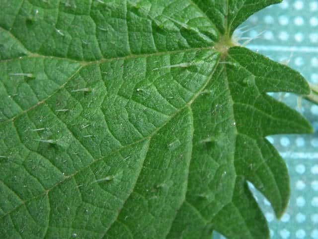 【危険】トゲのある雑草10選｜素手で触ると大ケガ！安全な除草方法を徹底解説トゲのある雑草 痛みがあり除草がやっかいです。 | 緑化でGO ...